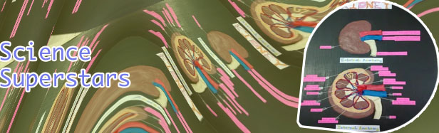 Human anatomy science fair projects