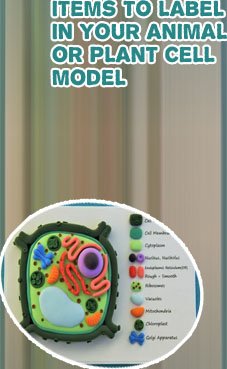 Plant cell model project ideas