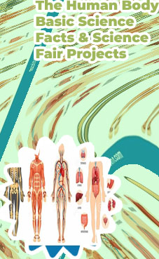 Science fair human body